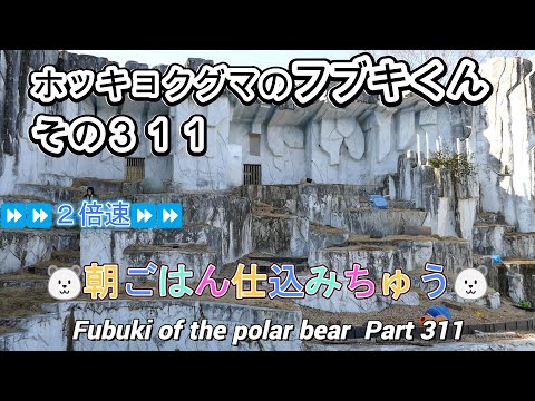 ホッキョクグマのフブキくん（３１１）🐻‍❄️朝ごはん仕込みちゅう🐻‍❄️（東山動植物園）Fubuki of the polar bear Part 311