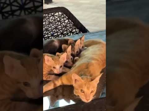 Mummy Cat With Cute kittens || #shorts || #sktastydishes