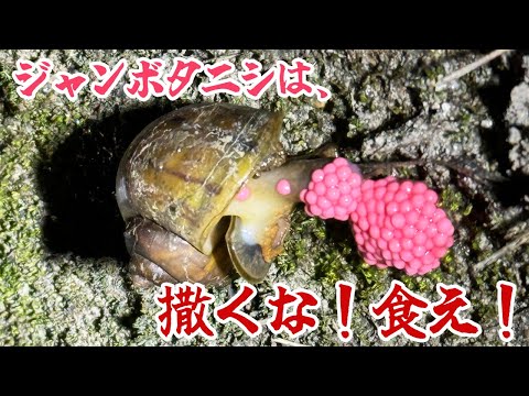 凶悪外来種ジャンボタニシは撒くな、食え