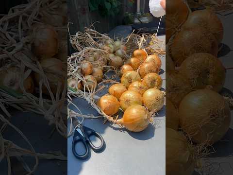 Braiding onions 🧅 #gardening #garden #onions #growingyourownfood