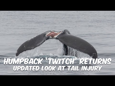 Humpback Whale TWITCH Returns | Updated Look at Injury from Possible Entanglement