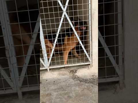 German Shepherd barking in circles #germanshepherd #dog #shorts