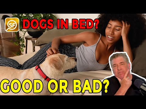 Should Dogs Sleep In Bed With You? Medically, The Answer Is No