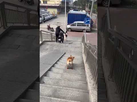 How skillfully #corgi on #skateboard !