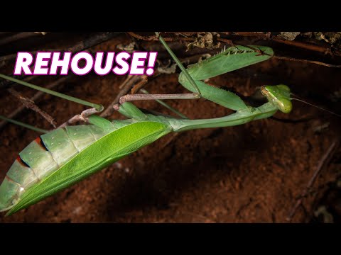 Giant Asian Mantis needs a bigger home! [REHOUSE]