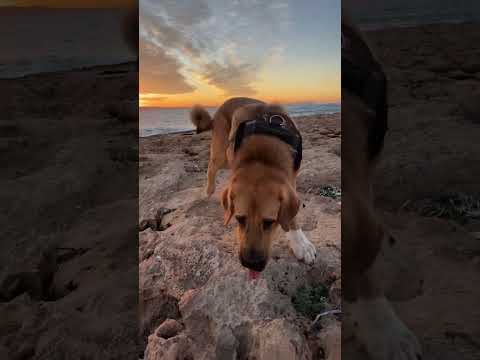 🇪🇸🏝️Ibizan Sunsets from World Famous Sunset Walk in Sant Antoni Ibiza #ChicanoInParadise