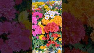 Enchanting Flower Gardens: A Paradise of Vibrant Blooms | #shorts #flowers