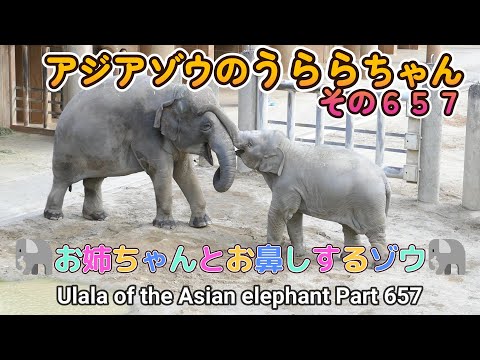 アジアゾウのうららちゃん（６５７）🐘お姉ちゃんとお鼻しするゾウ🐘（東山動植物園）Ulala of the Asian elephant Part 657