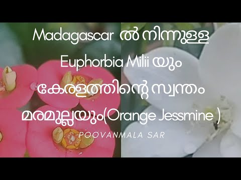 Madagascar ൽ നിന്നുള്ള Euphorbia milii യും kerala ത്തിന്റെ സ്വന്തം മരമുല്ലയും(Orange Jessamine)