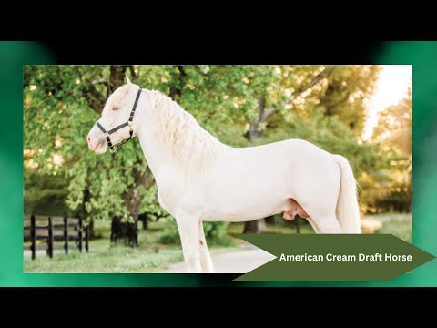 Discover the Majestic American Cream Draft Horse 🐴✨ | Rare Draft Horse Breed