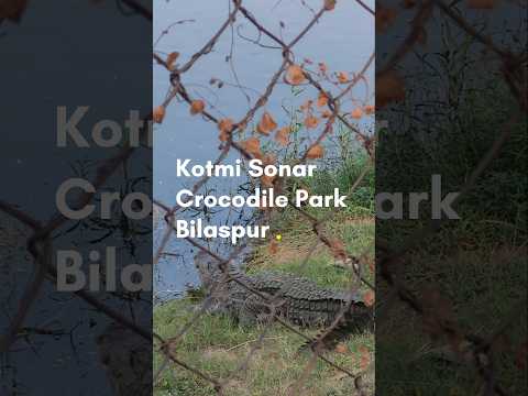 #crocodilepark #kotmisonar #bilaspur