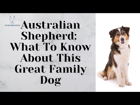 The Australian Shepherd - Here's what you MUST know