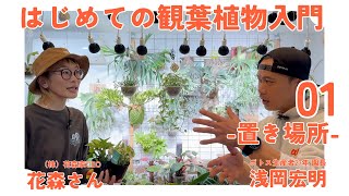 【観葉植物ビギナー】絶対に知っておきたい観葉植物が元気に育つ置き場所