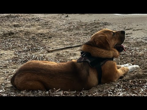 🇪🇸Guapo Disfrutando de Cala d’Hort: Es Vedra Ibiza, Spain #ChicanoInParadise #SpanishMastiff