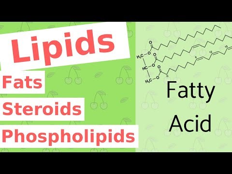 Lipids | Fats, Steroids, and Phospholipids | Biological Molecules Simplified #4