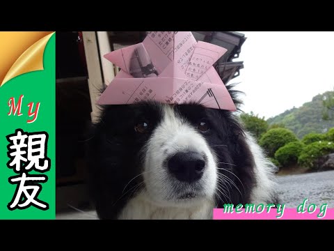 "Harry's Summer Night Snack Hunt and Tails Wagging" #dog #BorderCollie #cute