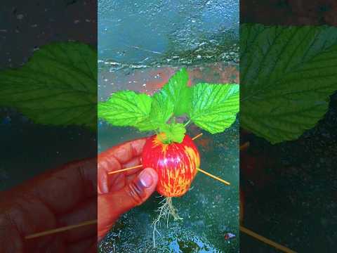 Apple fruit Propagate with water #grow #shorts #viral