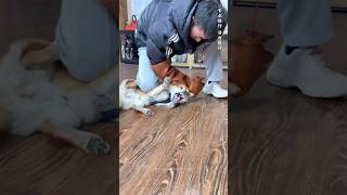 Owner Get Surprise Reaction 😱 While Training Aggressive Dog Rage Into Trust 🤯 #shorts #pets #dog