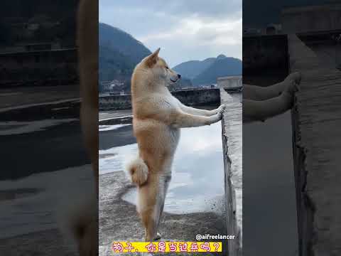 欣赏小狗优美的站姿|搞笑的小狗#shortvideo #dog #funny #funnydog #dogshorts #funnyvideos