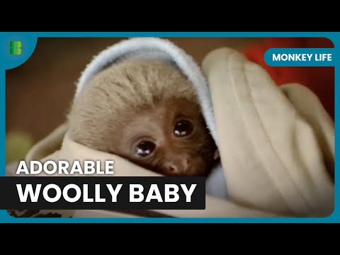 Life Lessons in the Primate World - Monkey Life - Documentary