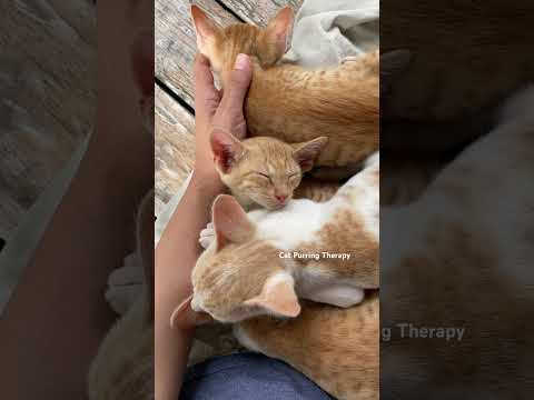 ASMR Cat Purring Therapy 😌