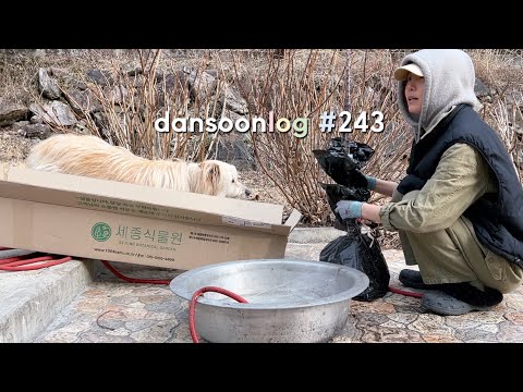 Rural farming life in spring in Korea vlog 243) For self-sufficiency