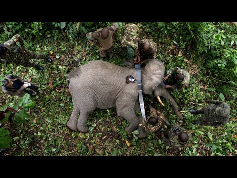 Tracking Big John and Little John - African forest elephant brothers