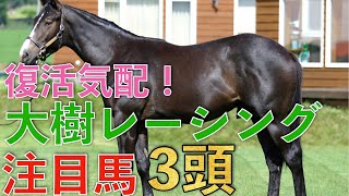 【今が狙い目か】復活気配のある大樹レーシングクラブの募集馬がかなり良さそう。特に気になる馬３頭をご紹介！