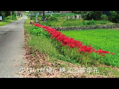 狩宿の下馬桜の彼岸花