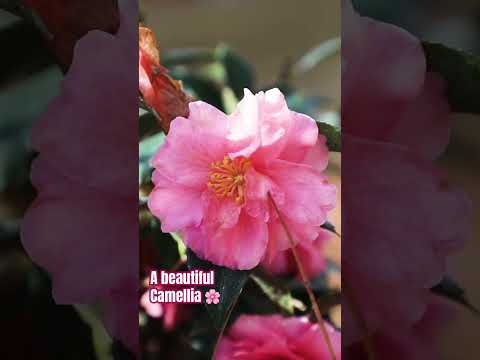 A beautiful Winter Camellia blooming #plants #flowers #landscape