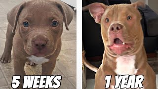 CUTE PUPPY GROWING UP - 5 Weeks To One Year