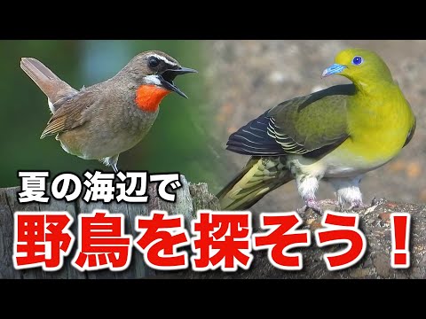 これぞ野鳥の魅力！アオバトと小鳥たちの秘密を探る旅～