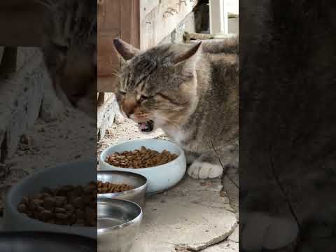 길고양이 밥 준게 한달 넘어가네요. 고양이집사 / wild cat, stray cat, cat feeding #shorts