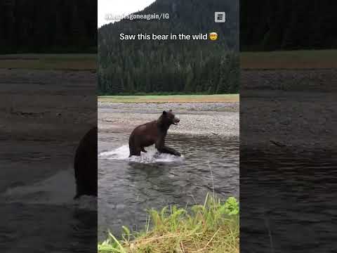 They Saw A Bear In The Wild