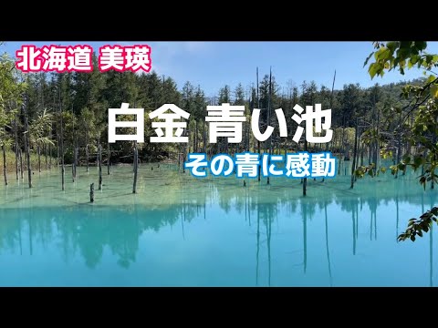 【北海道美瑛町】感動の白金青い池！神秘の青さに魅了される美瑛・富良野1泊2日の旅