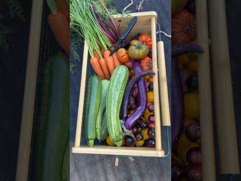 Backyard Grocery Haul. #backyardgarden #vegetablegrowing #gardening