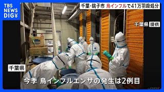 千葉・銚子市の養鶏場で高病原性鳥インフルエンザの感染確認　約41万羽を殺処分、県内全ての養鶏農家に消毒命令　千葉県で今季2例目｜TBS NEWS DIG