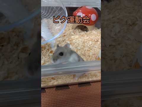 ハムスター障害物競走（ピク）#ハムスター #手乗りハムスター #運動会 #可愛い#癒し#cute #hamsters#障害物競走