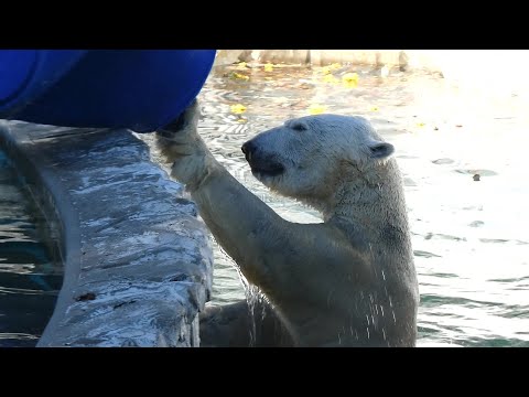 20241020①青との闘い朝コース