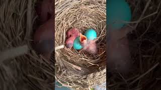 Baby birds! #babybirds