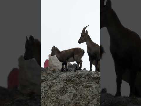 The Dolomites - Overnight in a Bivacco  #hiking #nature #mountains #dolomites