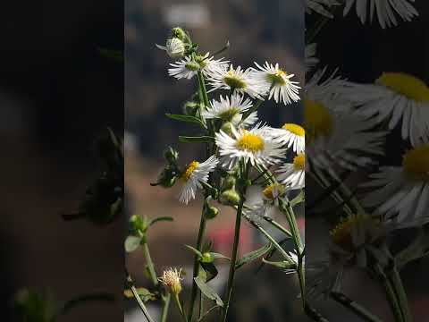 Flower in Thunag valley