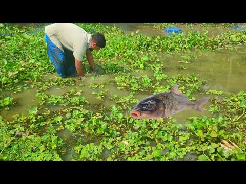 Catching Carp Fish | Amazing Boys Fishing video | Easy catch carp fish