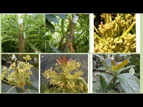 Avocado Flowering Fruit set and growth