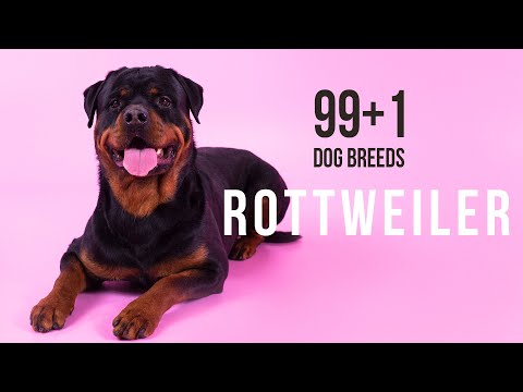 Rottweiler / 99+1 Dog Breeds