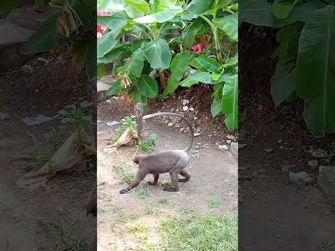 monkeys and baby monkey 🐒 🐵 drinking water Happy poppy panda 🐼 show