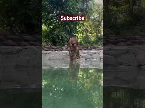 Tiger in water #zoo #tiger #mumbai #mumbaizoo #hktourvlogs