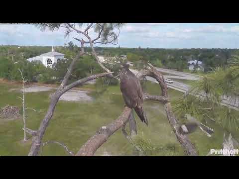 A Pesky Mockingbird & E23 at 100 days old