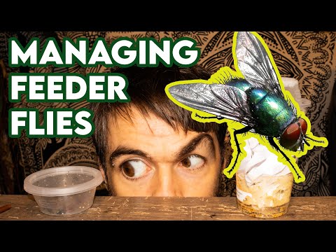 Feeder flies - top tips! [HUSBANDRY]