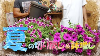 【夏の切り戻しと鉢増し】間延びや花数減少の悩み、水切れや根詰まりに悩む前に😱サフィニアを使い実演します♪